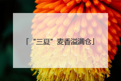“三夏”麦香溢满仓