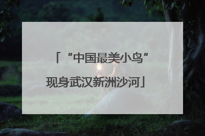 “中国最美小鸟”现身武汉新洲沙河