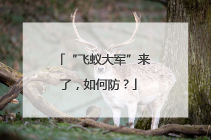 “飞蚁大军”来了，如何防？