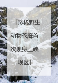 珍稀野生动物苍鹰首次现身三峡坝区