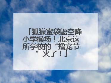 狐獴蜜袋鼯空降小学操场！北京这所学校的“撸宠节”火了！