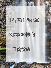 石家庄西兆通公园500株向日葵绽放
