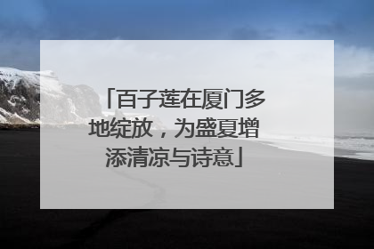 百子莲在厦门多地绽放，为盛夏增添清凉与诗意