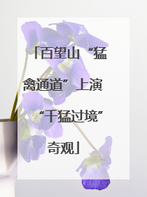 百望山“猛禽通道”上演“千猛过境”奇观