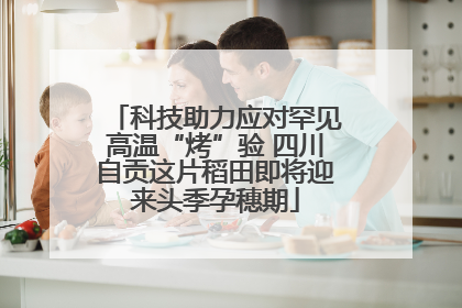 科技助力应对罕见高温“烤”验 四川自贡这片稻田即将迎来头季孕穗期