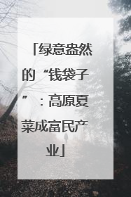绿意盎然的“钱袋子”：高原夏菜成富民产业