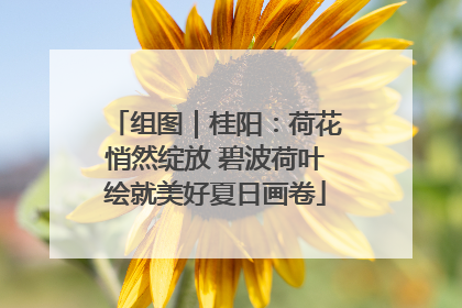 组图｜桂阳：荷花悄然绽放 碧波荷叶绘就美好夏日画卷