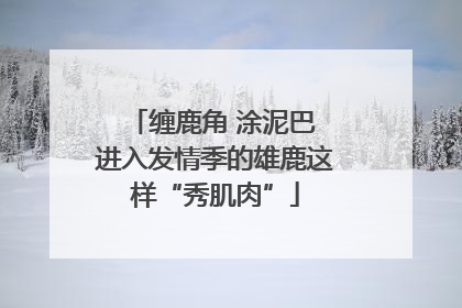 缠鹿角 涂泥巴 进入发情季的雄鹿这样“秀肌肉”