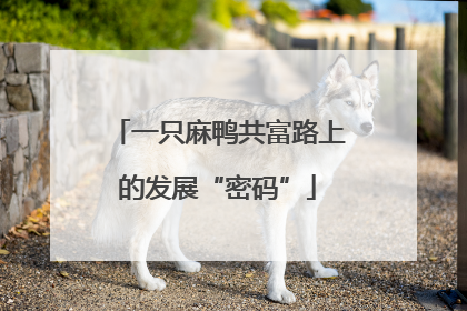 一只麻鸭共富路上的发展“密码”
