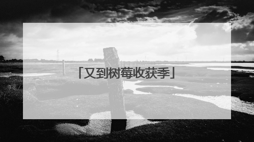 又到树莓收获季