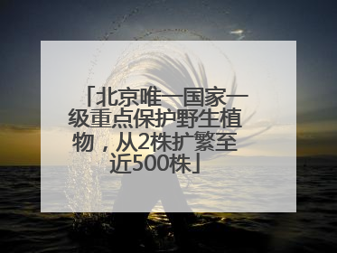 北京唯一国家一级重点保护野生植物，从2株扩繁至近500株