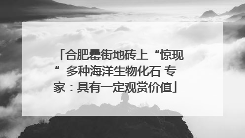 合肥罍街地砖上“惊现”多种海洋生物化石 专家：具有一定观赏价值