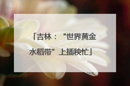 吉林：“世界黄金水稻带”上插秧忙