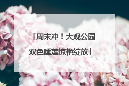 周末冲！大观公园双色睡莲惊艳绽放