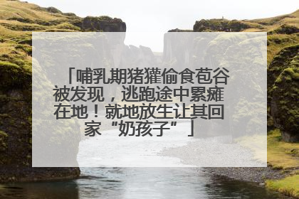 哺乳期猪獾偷食苞谷被发现，逃跑途中累瘫在地！就地放生让其回家“奶孩子”
