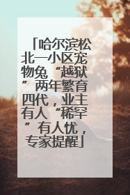 哈尔滨松北一小区宠物兔“越狱”两年繁育四代，业主有人“稀罕”有人忧，专家提醒