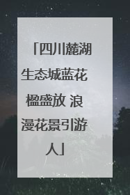 四川麓湖生态城蓝花楹盛放 浪漫花景引游人
