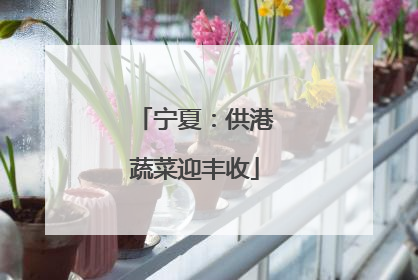 宁夏：供港蔬菜迎丰收