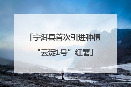 宁洱县首次引进种植“云淀1号”红薯