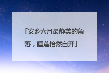 安乡六月最静美的角落，睡莲怡然自开