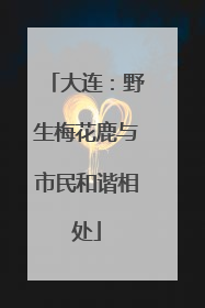大连：野生梅花鹿与市民和谐相处