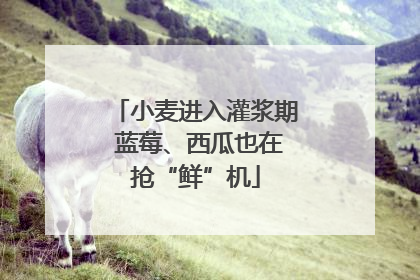 小麦进入灌浆期 蓝莓、西瓜也在抢“鲜”机
