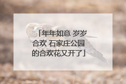 年年如意 岁岁合欢 石家庄公园的合欢花又开了