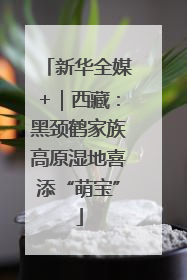 新华全媒+｜西藏：黑颈鹤家族高原湿地喜添“萌宝”