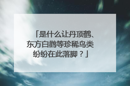 是什么让丹顶鹤、东方白鹳等珍稀鸟类纷纷在此落脚？