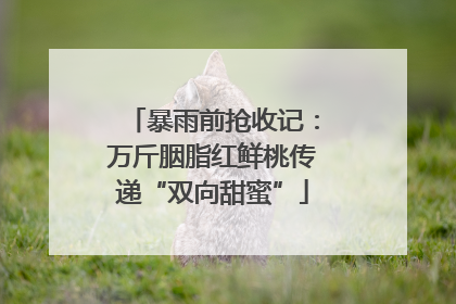 暴雨前抢收记：万斤胭脂红鲜桃传递“双向甜蜜”