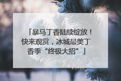 暴马丁香陆续绽放！快来观赏，冰城最美丁香季“终极大招”