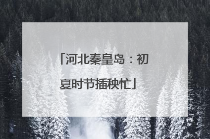 河北秦皇岛：初夏时节插秧忙