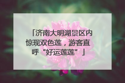 济南大明湖景区内惊现双色莲，游客直呼“好运莲莲”