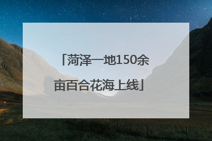 菏泽一地150余亩百合花海上线
