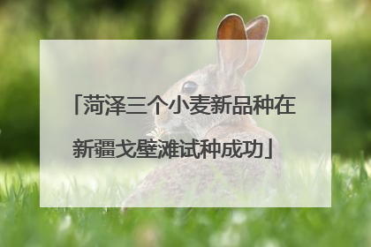 菏泽三个小麦新品种在新疆戈壁滩试种成功