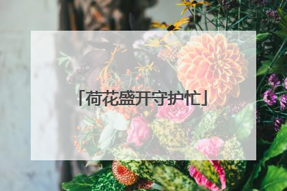 荷花盛开守护忙