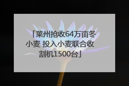 莱州抢收64万亩冬小麦 投入小麦联合收割机1500台