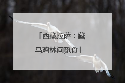 西藏拉萨：藏马鸡林间觅食