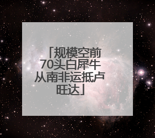 规模空前 70头白犀牛从南非运抵卢旺达