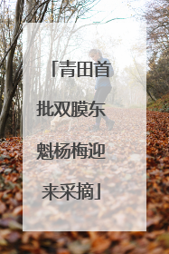 青田首批双膜东魁杨梅迎来采摘