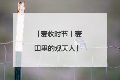 麦收时节丨麦田里的观天人