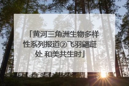 黄河三角洲生物多样性系列报道②飞羽翩跹处 和美共生时