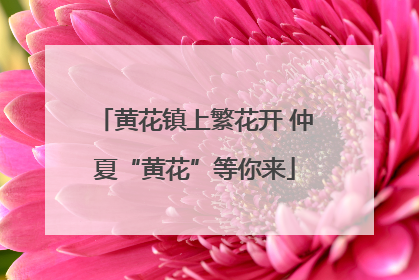 黄花镇上繁花开 仲夏“黄花”等你来