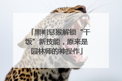黑帽悬猴解锁“干饭”新技能，原来是园林师的神操作