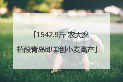 1542.9斤 农大腐植酸青岛即墨创小麦高产