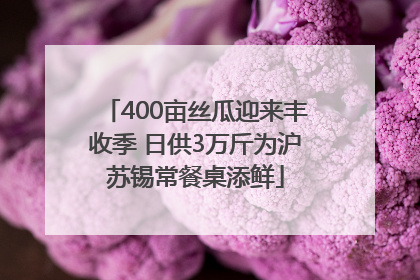 400亩丝瓜迎来丰收季 日供3万斤为沪苏锡常餐桌添鲜